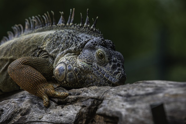 Iguana