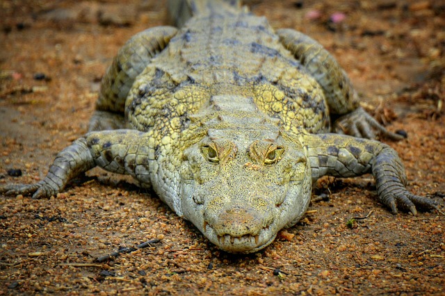 Krokodil